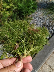 Teloxys aristata