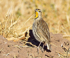 Sturnella magna lilianae