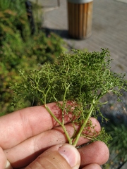 Teloxys aristata