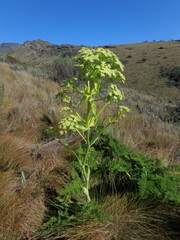 Afroligusticum