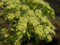 Afroligusticum