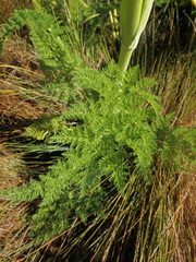 Afroligusticum