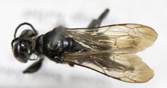 Lyroda