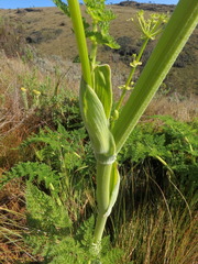 Afroligusticum