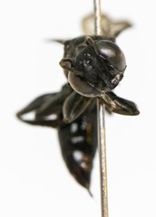 Lyroda