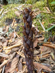 Xylanche himalaica