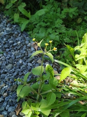 Galinsoga quadriradiata