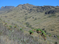 Dendrosenecio