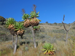 Dendrosenecio