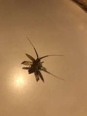 Onocephala obliquata