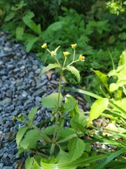 Galinsoga quadriradiata