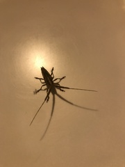 Onocephala obliquata