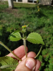 Galinsoga quadriradiata
