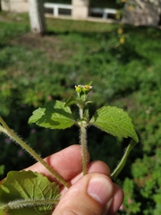 Galinsoga quadriradiata
