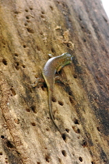 Dasia olivacea