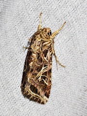 Spodoptera littoralis