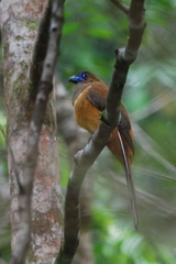 Harpactes duvaucelii