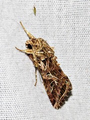 Spodoptera littoralis