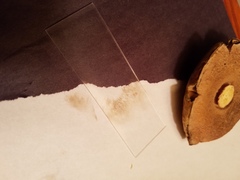 Boletus subcaerulescens