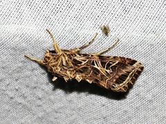 Spodoptera littoralis