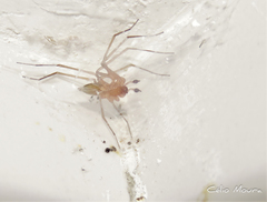 Cithaeron praedonius