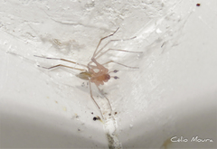 Cithaeron praedonius