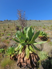 Dendrosenecio
