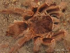 Acanthoscurria natalensis
