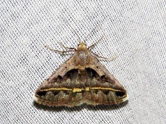 Acantholipes trimeni
