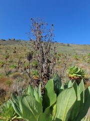 Dendrosenecio