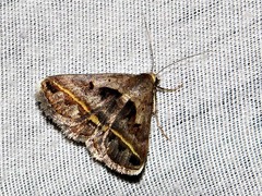 Acantholipes trimeni
