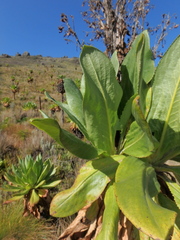 Dendrosenecio
