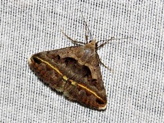 Acantholipes trimeni