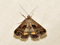 Acantholipes trimeni