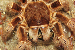 Acanthoscurria natalensis