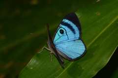 Mesosemia messeis