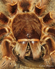 Acanthoscurria natalensis