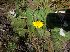 Haplocarpha rueppelii