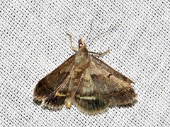 Acantholipes trimeni