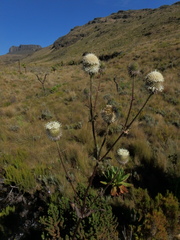 Dipsacus pinnatifidus