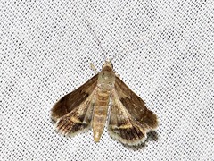 Acantholipes trimeni