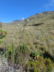 Dipsacus pinnatifidus