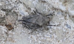 Dasyleurotettix infaustus