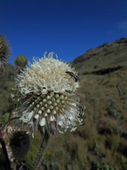 Dipsacus pinnatifidus
