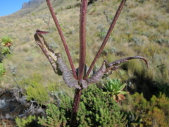 Dipsacus pinnatifidus
