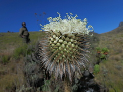 Dipsacus pinnatifidus