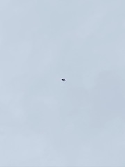 Ictinia mississippiensis