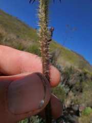 Dipsacus pinnatifidus