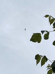 Ictinia mississippiensis