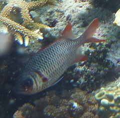 Myripristis violacea